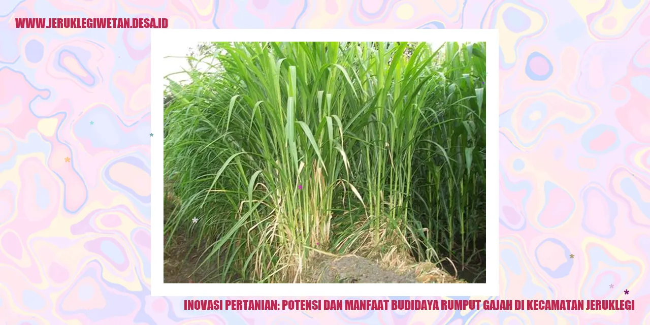 Inovasi Pertanian: Potensi dan Manfaat Budidaya Rumput Gajah di Kecamatan Jeruklegi